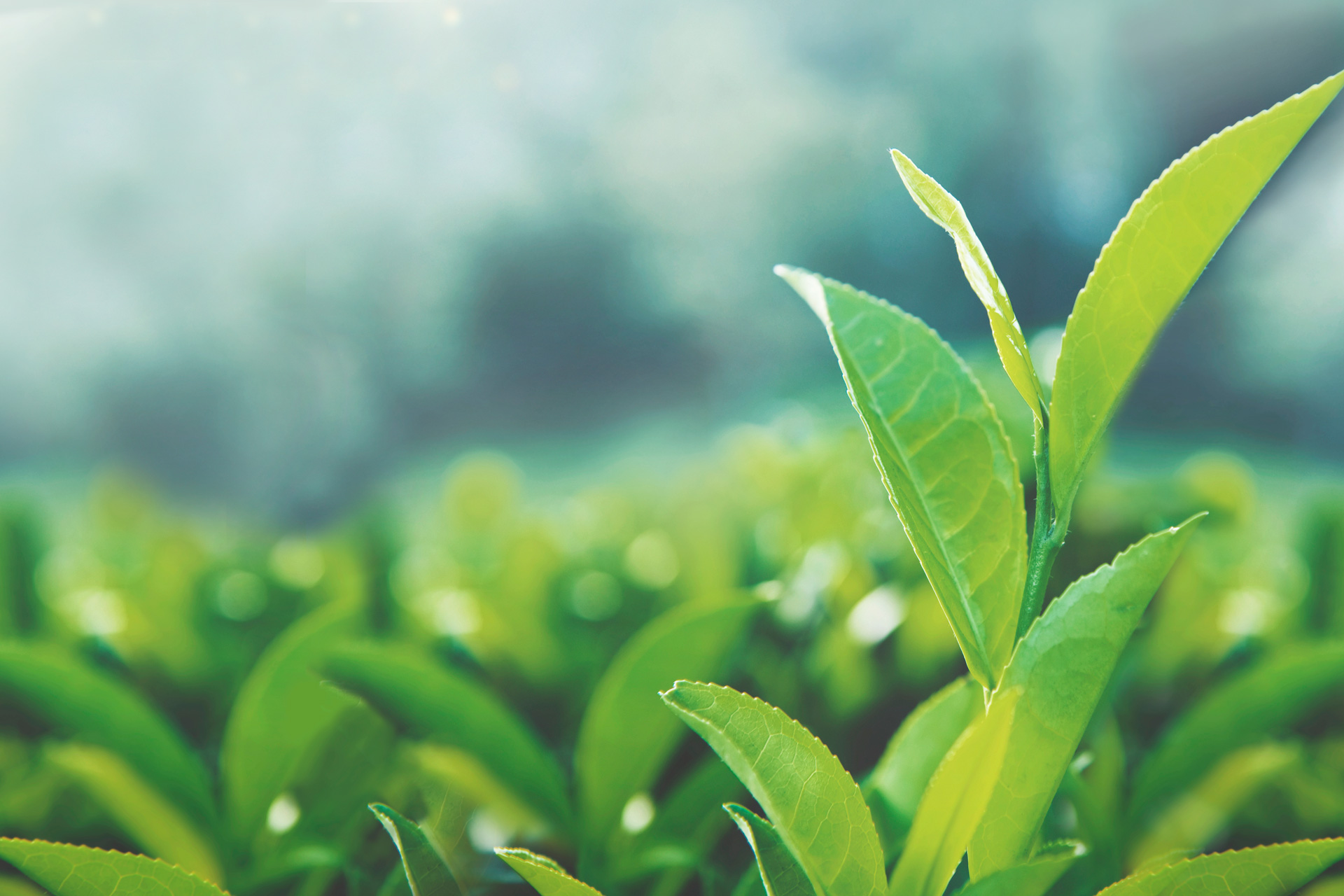 El té matcha, ¿qué es y cómo nos beneficia? - TSI Group - Tecnosoluciones  Integrales